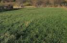 Teren 3.200 mp Sadova Piraul Morii - 10