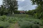 Proprietate de Vanzare In Sat Dalga, Comuna Calopar - 2900mp| Doua Case batranesti + Plantatie de lavanda anul 6 - 2