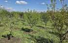 Teren agricol intravilan de 2050 mp, în Valea Măcrișului - 6