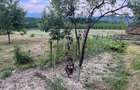 Teren intravilan sat Cuied Zona de Vis