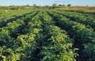 Teren agricol 5 ha - 1