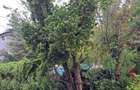 Proprietar Vanzare/Inchiriere Iancu Nicolae /Cambridge school - 4