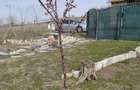 Vand teren intravilan-808m cu casuta de lemn izolata si foisor din lemn, com Pestera