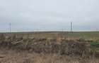 Teren agricol de vanzare, 60000 mp , Limanu- Constanta - 2