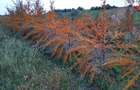 Vand plantatie de catina ecologica pe rod - 1