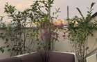 Apartament 3 camere cu terasa 133 mp, Timpuri Noi - 2