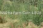 Agricuture farm 1450 ha - 5