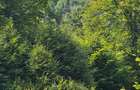Teren Breb Maramures