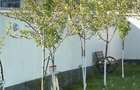 Apart/casa duplex Cristian 120mp si 500mp curte, P+E+pod mansardabil - 16