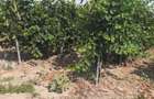 Vand 4,64 ha teren viticol cu plantatie de vita-de-vie Carligele, Podgoria Cotesti, Vrancea - 4