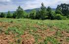 Teren de 3000 mp, în Mărgineni - 1