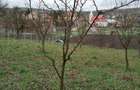 Vand teren construibil, gradina, agricol, livada, central, totul intabulat 3.000mp - 7