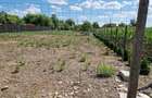 Teren Intravilan Drajna Noua 1120m