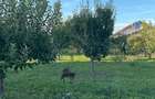 Vand livada - Paulesti Prahova - 1