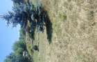 Vand teren plus lac plus 2 cabane si foisor