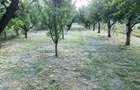 Teren 2.000 m in Dezmir -50.000 negociabil - 3