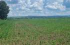 Teren Lunca Siret 2.75 Ha - 13