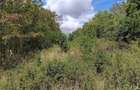 Teren extravilan 4700 Mp, Paleu,Bihor - 2