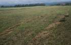 Vand Teren pentru infiintare plantatie.