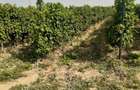 Vand 4,64 ha teren viticol cu plantatie de vita-de-vie Carligele, Podgoria Cotesti, Vrancea - 5