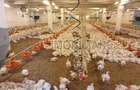 Ferma avicola populata, aparoape de Oradea - 3