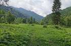 Vand teren intravilan 5.000 mp Sat Brate?, Com. Tarcau, Jud. Neam? - 6