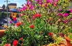 Apartament 3 camere complex Rose Garden - 3
