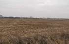 Teren Exclusiv 4.550 mp Ciolpani - Zona Narrative / Padurea Snagov - 1