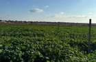 teren intravilan de vanzare agigea, constanta 500 mp - 2