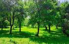 Teren intravilan Talea situat in mijlocul naturii !