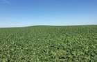 Vand teren agricol 103 ha compact in Judetul Timis - 6