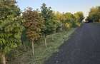 Casă la țară cu livadă pe teren de 2.000 m² – Zimbru, Călărași – Panouri fotovol
