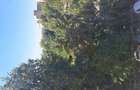 Apartament 4 camere direct propietar - 4