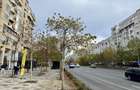 Spatiu Comercial renovat - Bulevardul Decebal - Bucuresti (Bucuresti-Ilfov) - 1