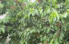 Casa 4 camere, curte ?i pivni?a in suburbie - 3