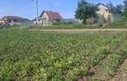 Teren de 6500 mp, în Popești - 3