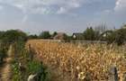 Teren intravilan in Biharia - 3