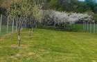 Teren intravilan curte - 3