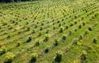 Plantatie Alun Frata Cluj 700.000 - 1
