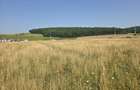 Teren in Sancraiul de Mures, 5800 mp, utilitati la 50 m, padure