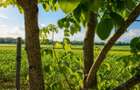 Teren intravilan 10.000 mp, parcelabil, plan, acces asfaltat, Bod, Bra - 2