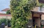 Casa saseasca renovata, cu sura - Seica Mare, Sibiu - 6