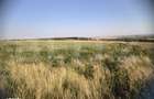 Teren 30.350 mp (600 mp intravilan) ideal investitie, Carcea Metro