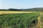 Teren Ion Creanga, Roman, Neamt - 3