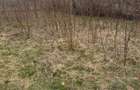 Brebu - teren intravilan 5200mp parcelabil - 25 Euro/mp - 6