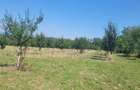 Proprietar vand 2 hectare teren extravilan - 2