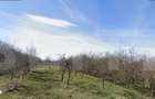 Teren extravilan, 1000 mp - zona Wonderland - 2