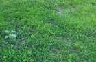 Teren intravilan 550m2 Aroneanu - 1