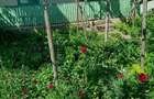 Casa cu teren 987 mp 2 cai de acces Piatra Neam?, Str. 1 Decembrie 1918 Str. Bal?ate?ti - 4