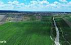 Gaminvest-Teren de vanzare, Rontau, Bihor V3726 - 2